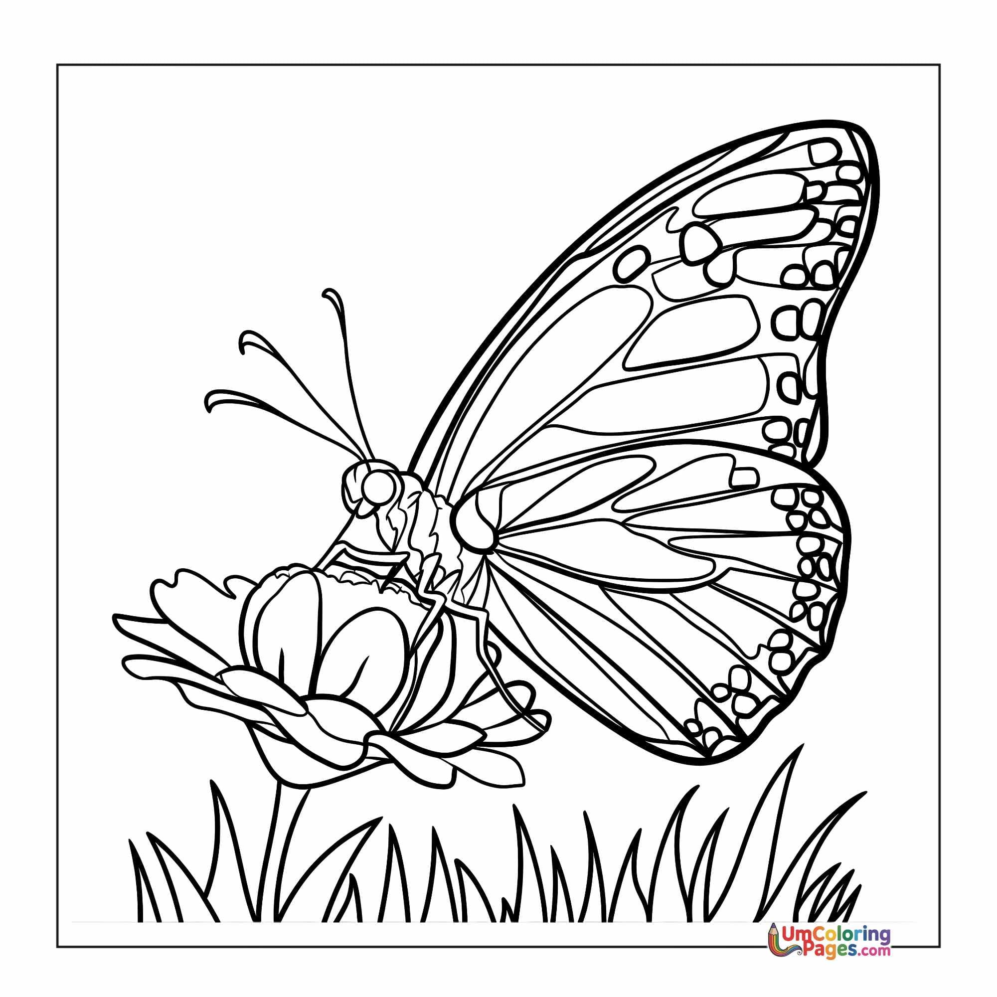 Butterfly coloring page - free printable