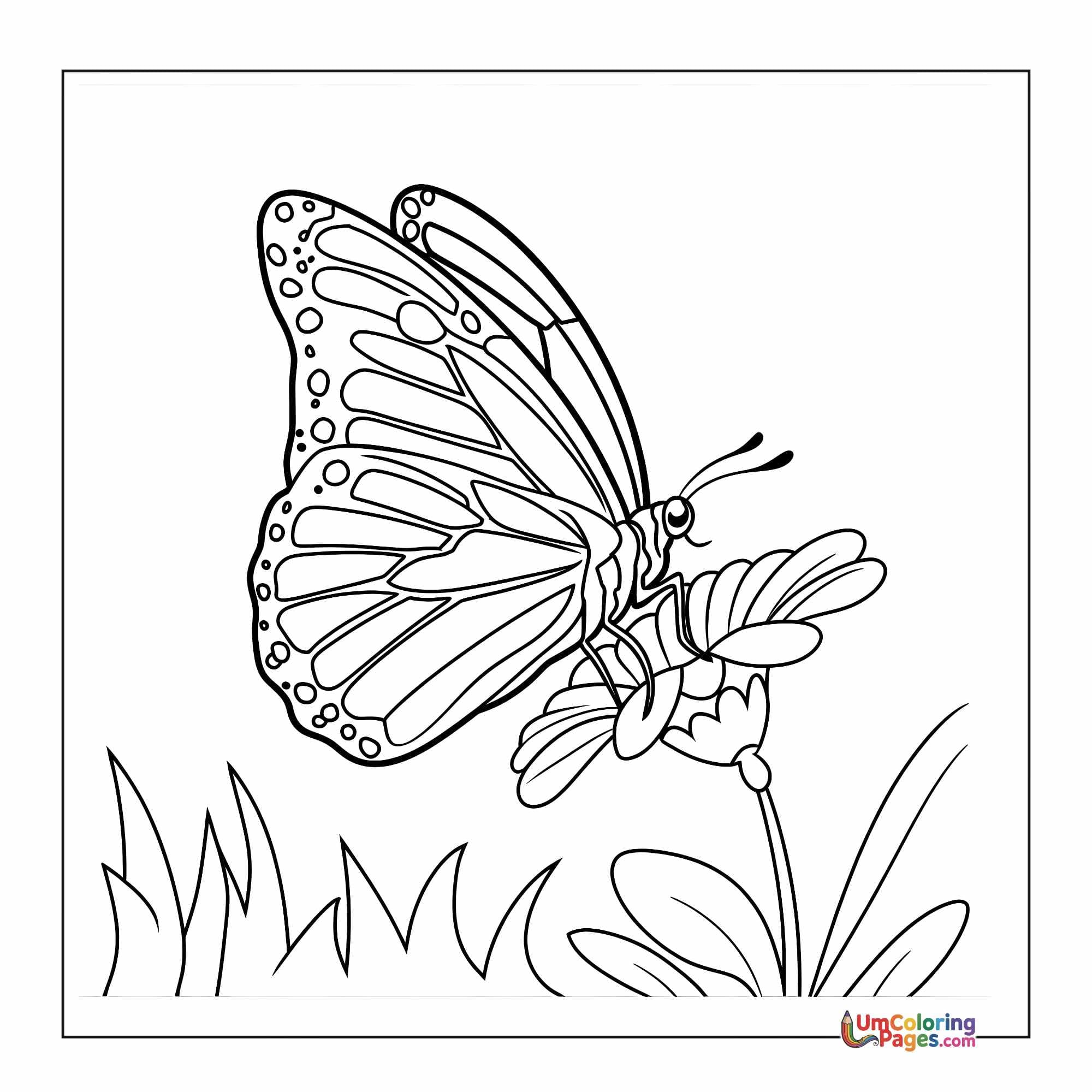 فراشة coloring page 12 - مجاني للطباعة