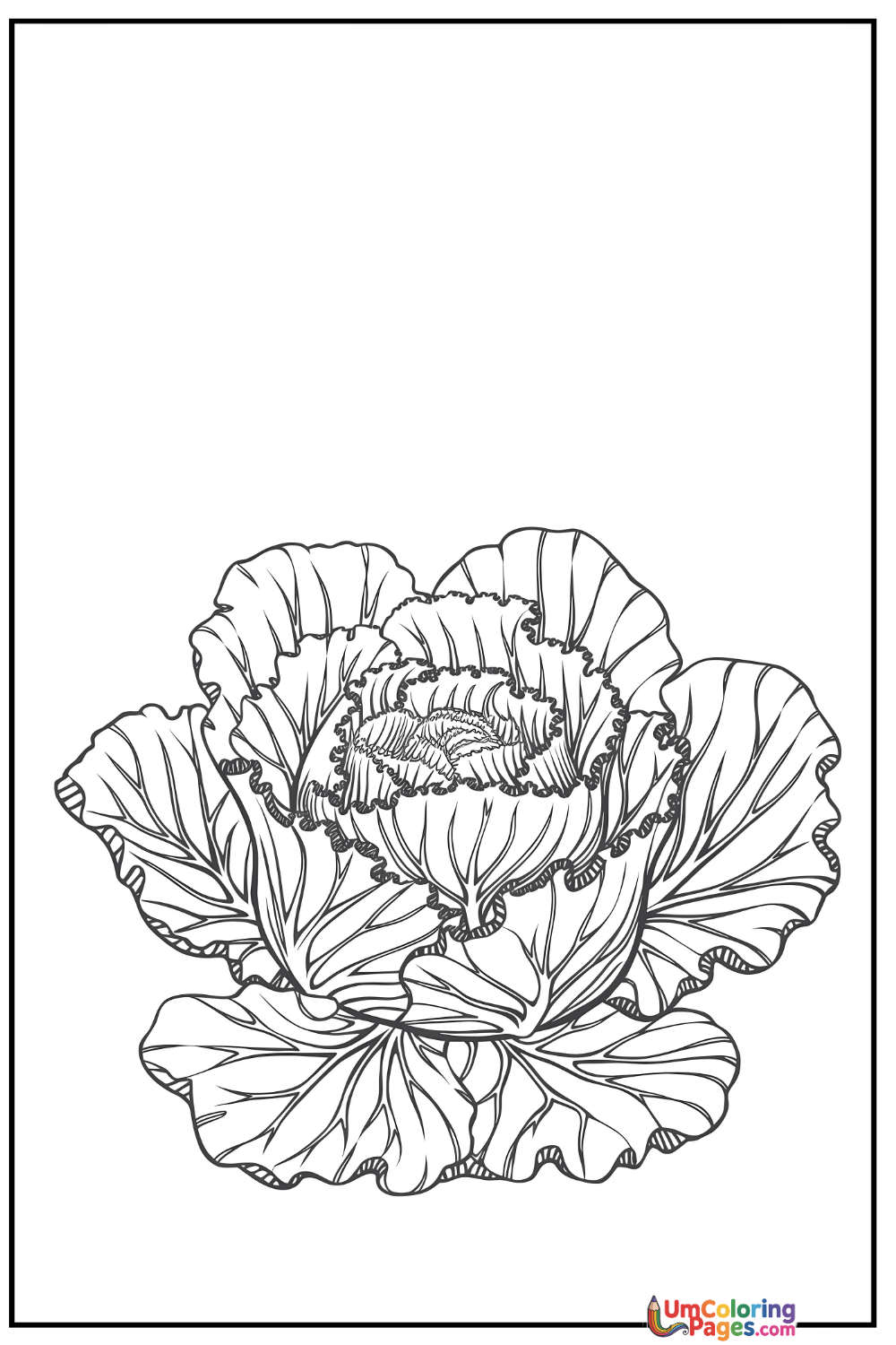 Cabbage coloring page 2 - free printable PDF