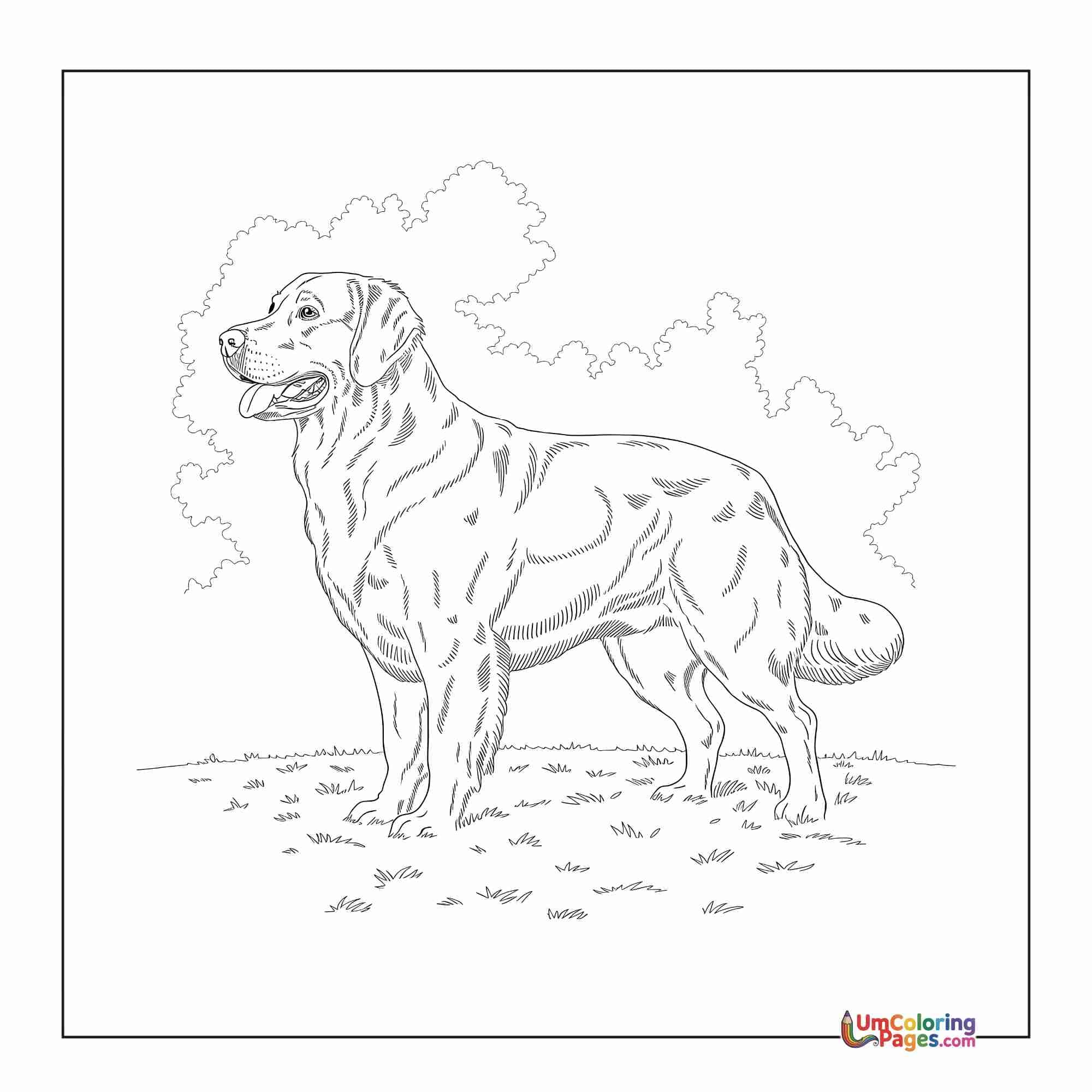Hund coloring page 10 - Kostenlos Ausdrucken