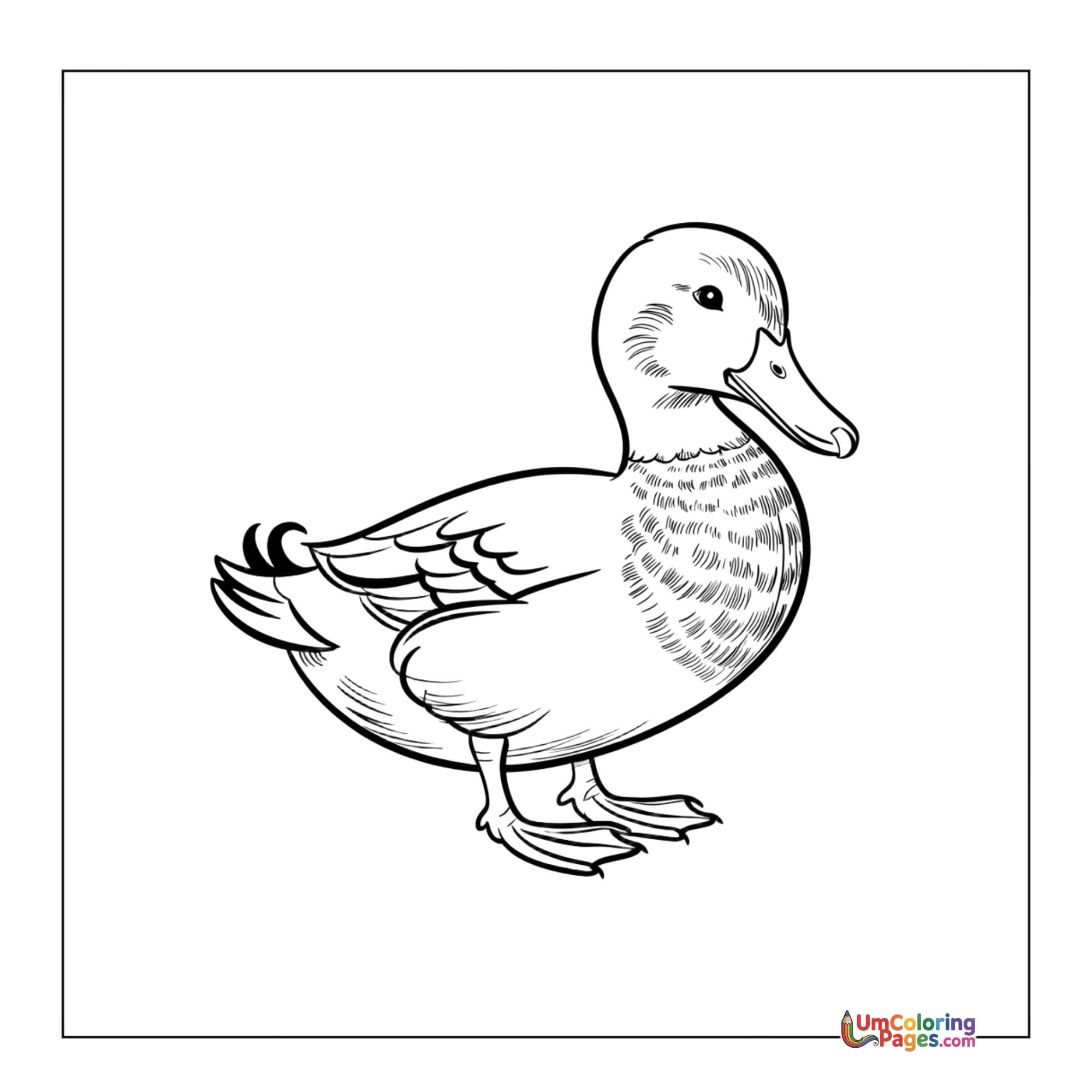 Duck coloring page 6 - free printable PDF
