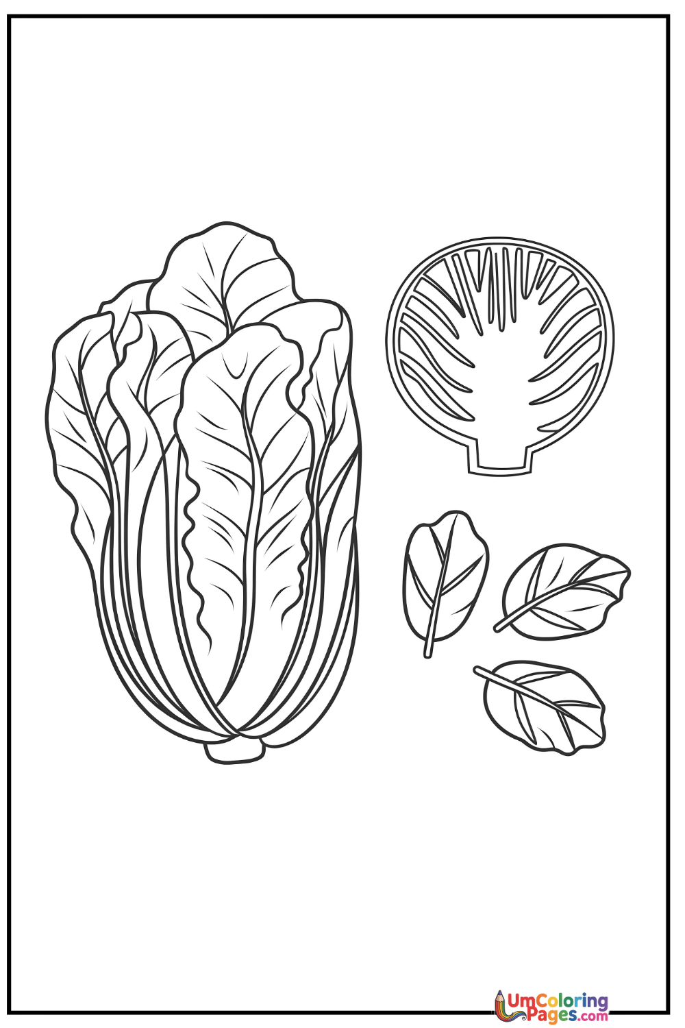 Lettuce coloring page 6 - free printable PDF