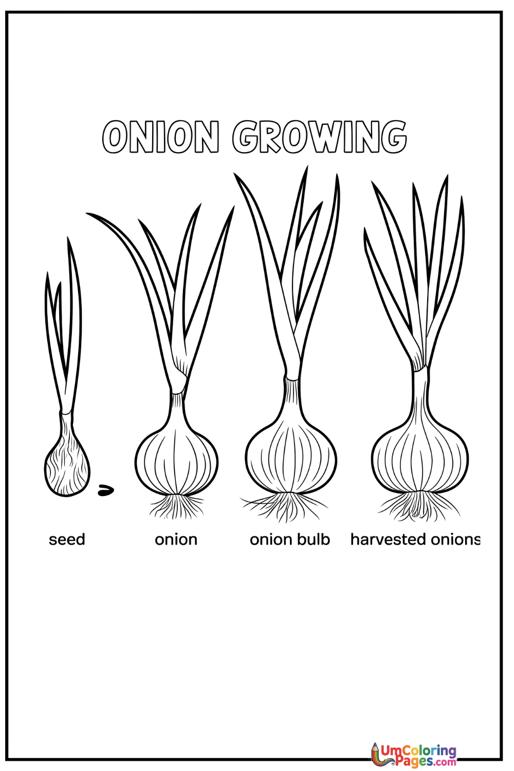 Onion coloring page - free printable