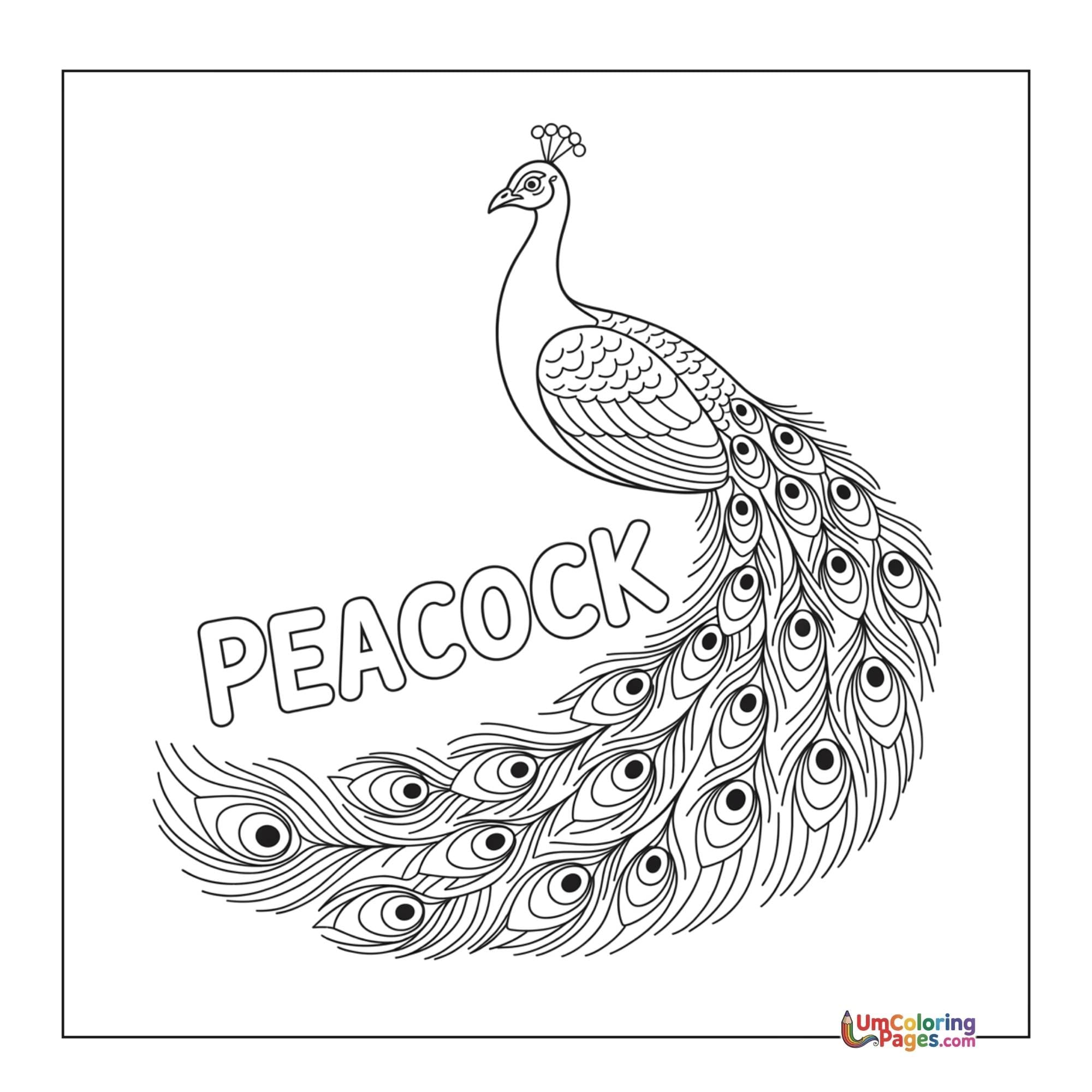 Peacock coloring page - free printable