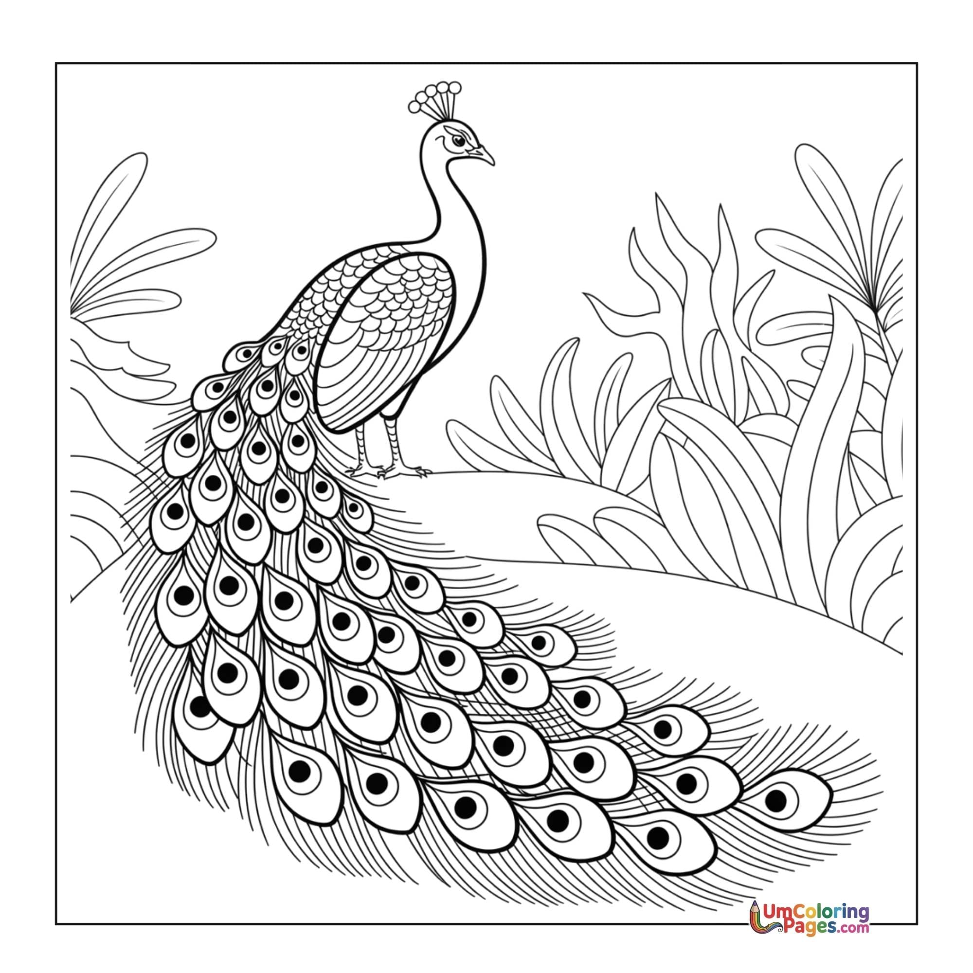 Peacock coloring page 2 - free printable PDF