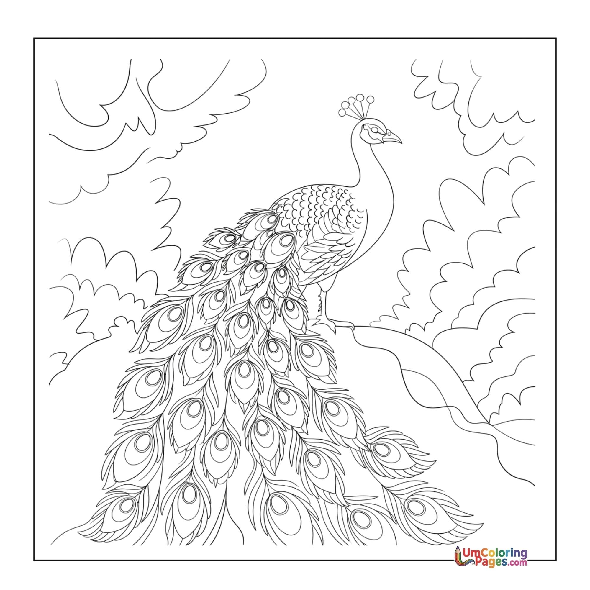 Peacock coloring page 3 - free printable PDF