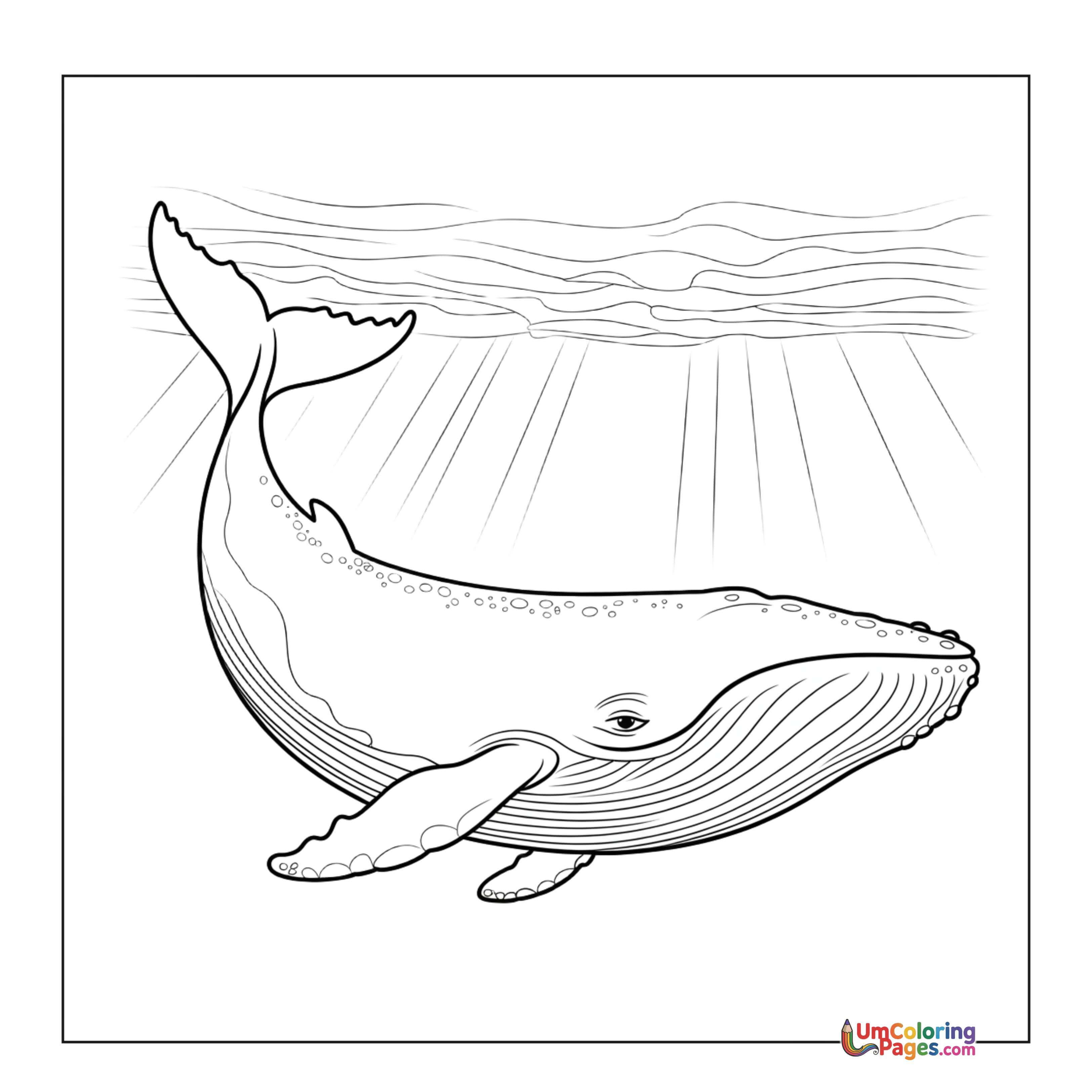 Whale coloring page 4 - free printable PDF